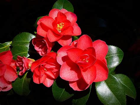 The Intriguing History of Camellia Magic: From Ancient Rituals to Modern Practices